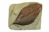 Detailed Fossil Leaf - Montana #269366-1